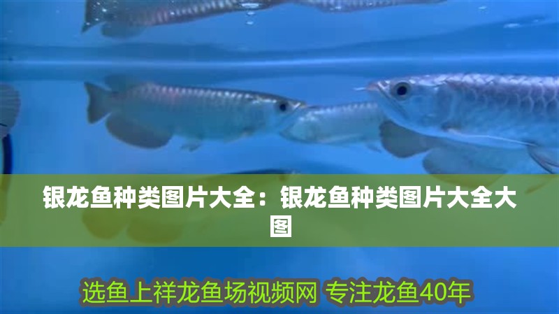 銀龍魚種類圖片大全：銀龍魚種類圖片大全大圖 銀龍魚種類圖片大全：銀龍魚種類圖片大全大圖 水族問答