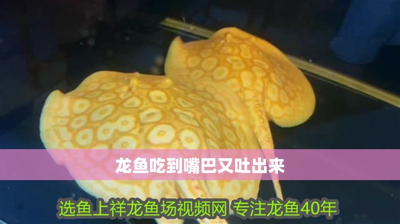 龍魚吃到嘴巴又吐出來