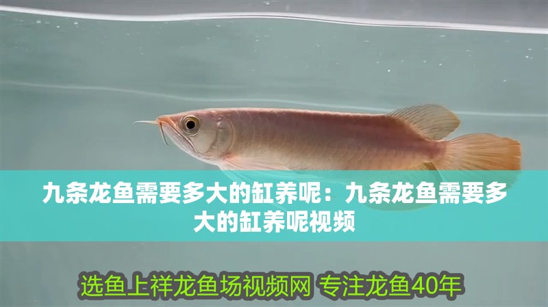 九條龍魚需要多大的缸養(yǎng)呢：九條龍魚需要多大的缸養(yǎng)呢視頻 九條龍魚需要多大的缸養(yǎng)呢：九條龍魚需要多大的缸養(yǎng)呢視頻 水族問答
