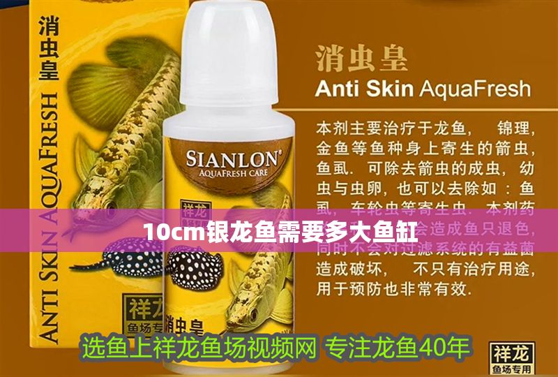 10cm銀龍魚(yú)需要多大魚(yú)缸