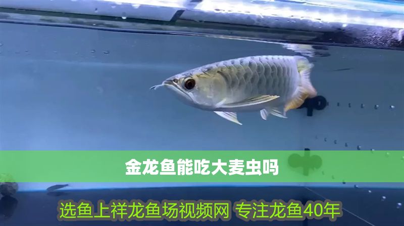 金龍魚能吃大麥蟲嗎