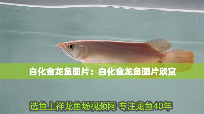 白化金龍魚圖片：白化金龍魚圖片欣賞
