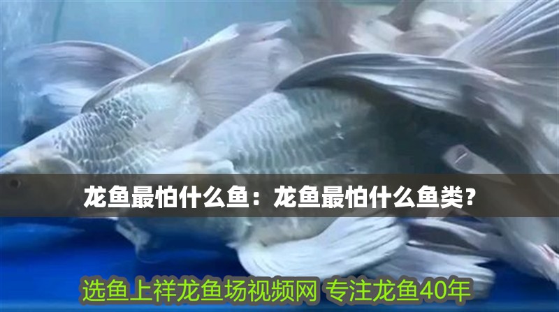 龍魚最怕什么魚：龍魚最怕什么魚類？
