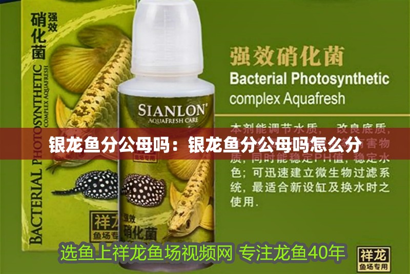 銀龍魚分公母嗎:銀龍魚分公母嗎怎么分 水族問答 銀龍魚分公母嗎:銀龍魚分公母嗎怎么分 銀龍魚分公母嗎:銀龍魚分公母嗎怎么分 水族問答