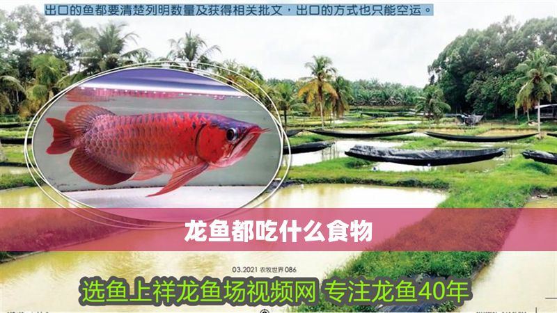 龍魚都吃什么食物