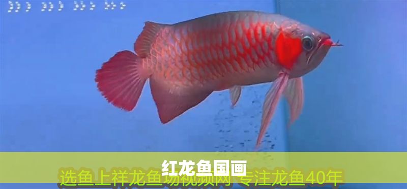 紅龍魚國畫