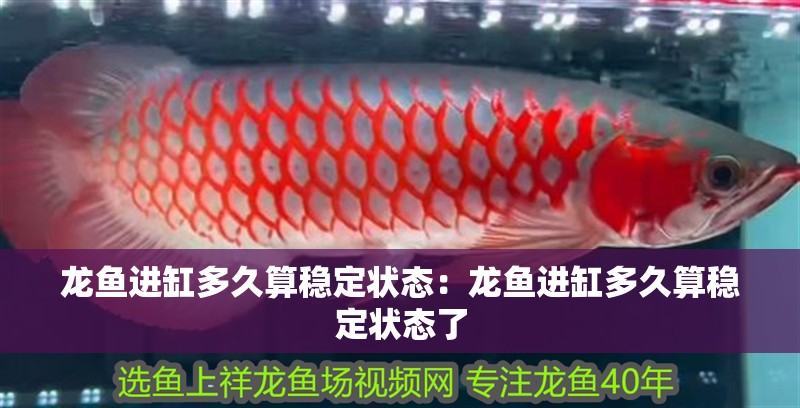 龍魚進缸多久算穩定狀態：龍魚進缸多久算穩定狀態了