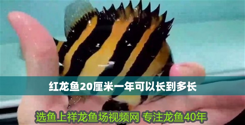紅龍魚20厘米一年可以長到多長