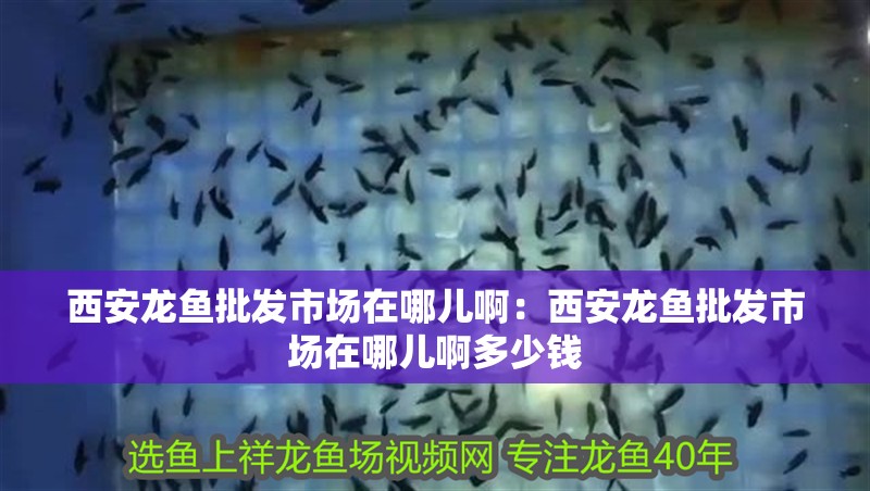 西安龍魚批發市場在哪兒啊：西安龍魚批發市場在哪兒啊多少錢
