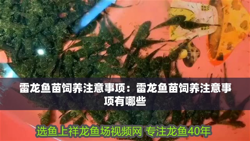雷龍魚苗飼養注意事項：雷龍魚苗飼養注意事項有哪些 雷龍魚苗飼養注意事項：雷龍魚苗飼養注意事項有哪些 水族問答