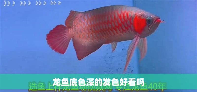 龍魚底色深的發色好看嗎 龍魚底色深的發色好看嗎 龍魚百科 第2張