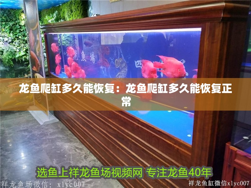 龍魚爬缸多久能恢復(fù)：龍魚爬缸多久能恢復(fù)正常