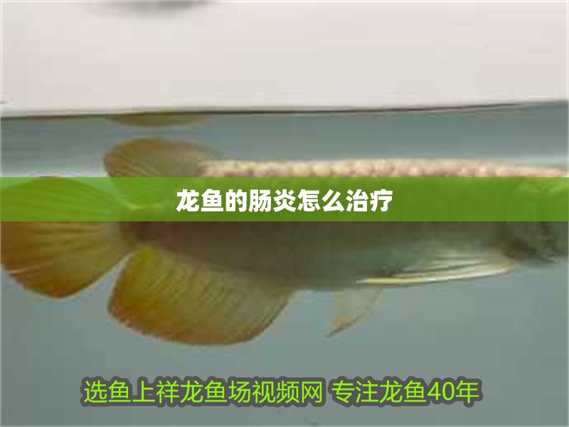 龍魚的腸炎怎么治療