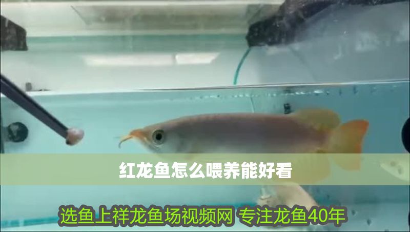 紅龍魚怎么喂養能好看 龍魚百科 第1張 紅龍魚怎么喂養能好看 紅龍魚怎么喂養能好看 龍魚百科 第1張