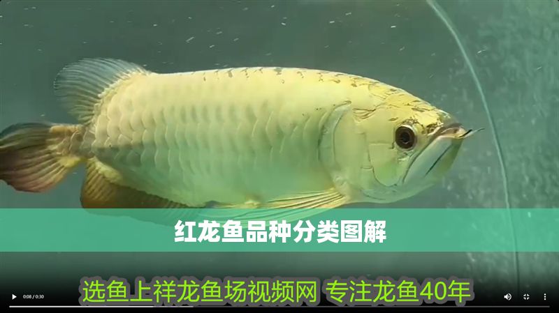 紅龍魚品種分類圖解
