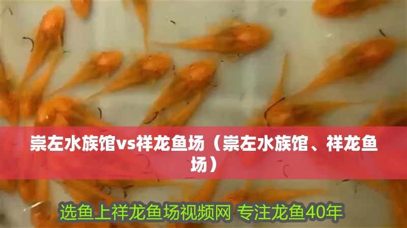 崇左水族館vs祥龍魚場（崇左水族館、祥龍魚場）
