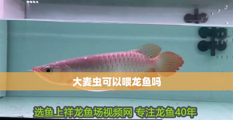 大麥蟲可以喂龍魚嗎 龍魚百科 第2張 大麥蟲可以喂龍魚嗎 大麥蟲可以喂龍魚嗎 龍魚百科 第2張