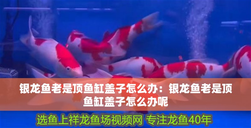 銀龍魚老是頂魚缸蓋子怎么辦：銀龍魚老是頂魚缸蓋子怎么辦呢