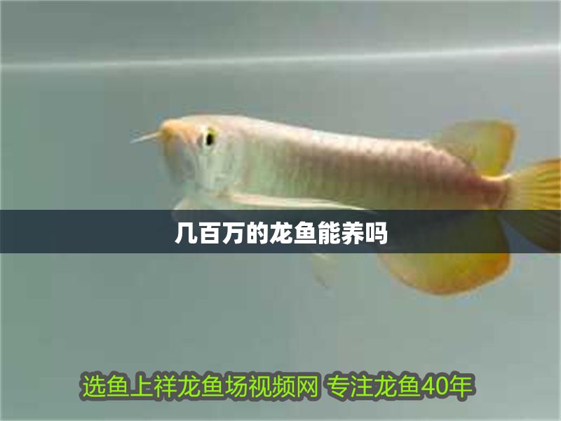 幾百萬的龍魚能養(yǎng)嗎
