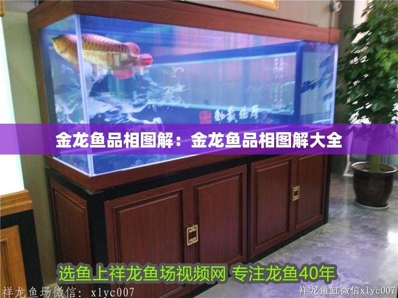金龍魚品相圖解：金龍魚品相圖解大全