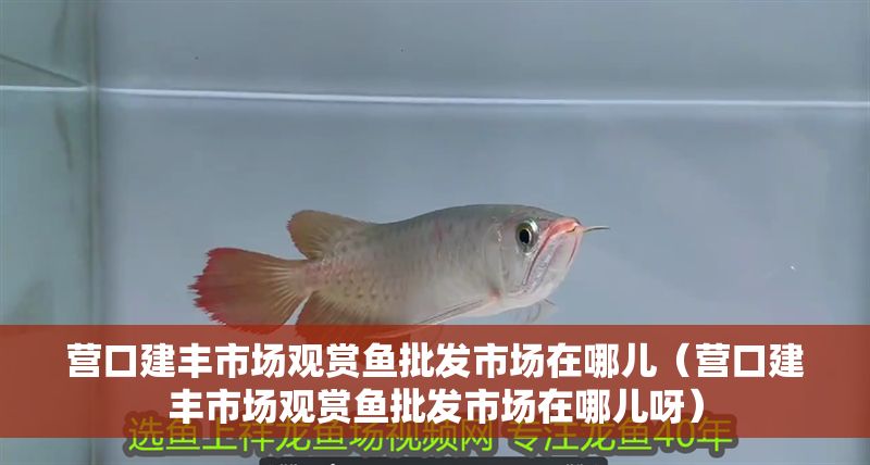 營口建豐市場觀賞魚批發市場在哪兒（營口建豐市場觀賞魚批發市場在哪兒呀） 營口建豐市場觀賞魚批發市場在哪兒（營口建豐市場觀賞魚批發市場在哪兒呀） 龍魚百科 第1張