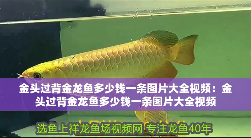 金頭過背金龍魚多少錢一條圖片大全視頻：金頭過背金龍魚多少錢一條圖片大全視頻