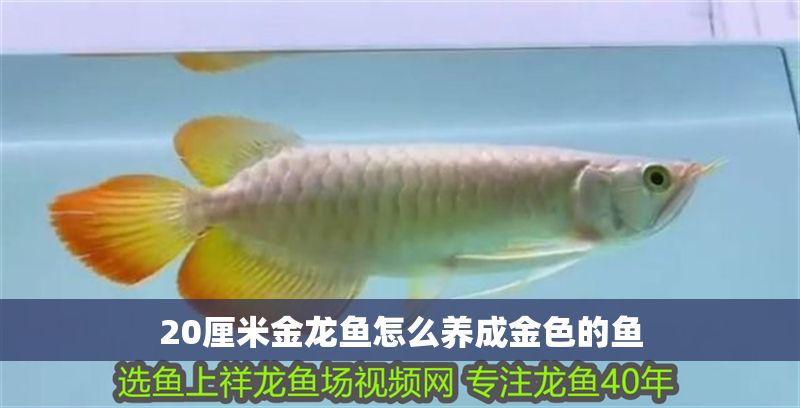 20厘米金龍魚怎么養成金色的魚