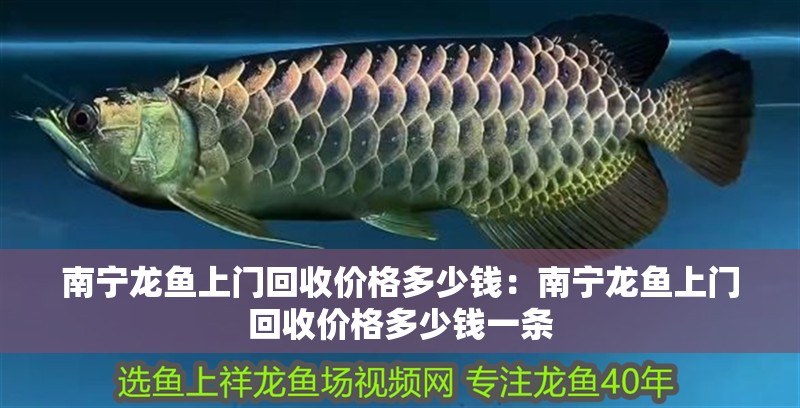 南寧龍魚上門回收價格多少錢：南寧龍魚上門回收價格多少錢一條