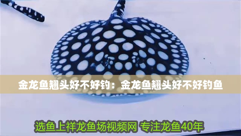 金龍魚翹頭好不好釣：金龍魚翹頭好不好釣魚 金龍魚翹頭好不好釣：金龍魚翹頭好不好釣魚 水族問答