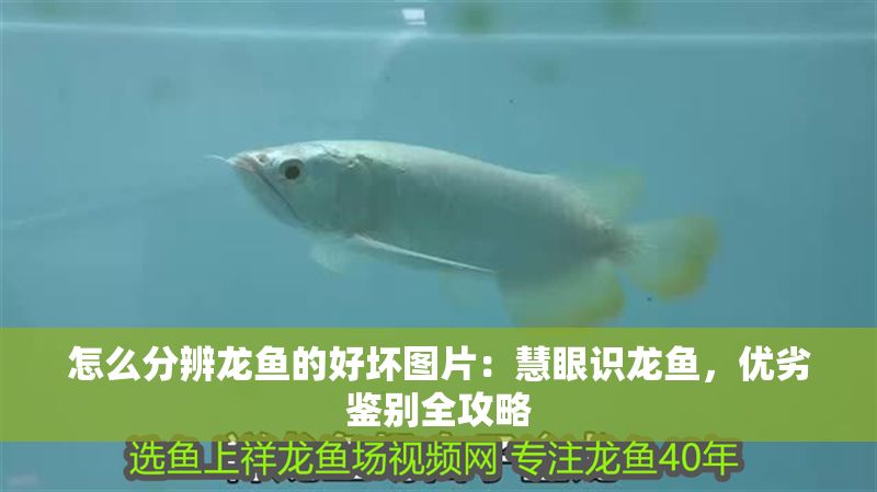 怎么分辨龍魚(yú)的好壞圖片：慧眼識(shí)龍魚(yú)，優(yōu)劣鑒別全攻略