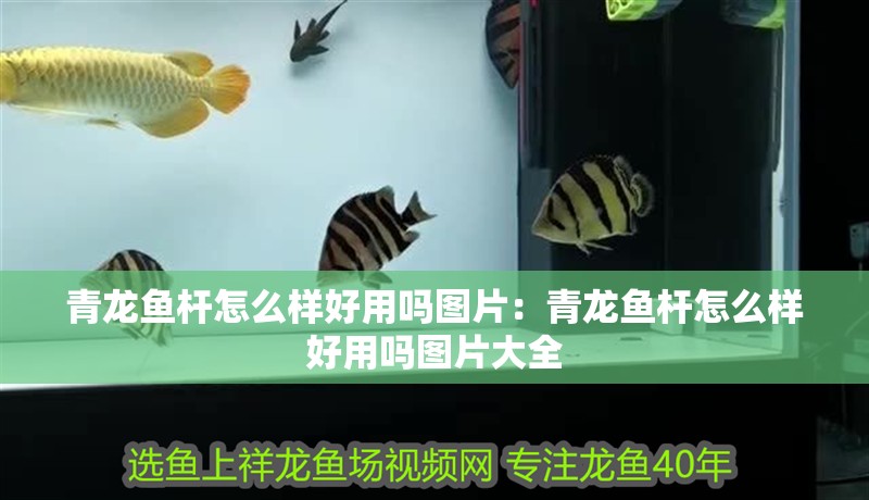 青龍魚桿怎么樣好用嗎圖片:青龍魚桿怎么樣好用嗎圖片大全 水族問答 青龍魚桿怎么樣好用嗎圖片:青龍魚桿怎么樣好用嗎圖片大全 青龍魚桿怎么樣好用嗎圖片:青龍魚桿怎么樣好用嗎圖片大全 水族問答