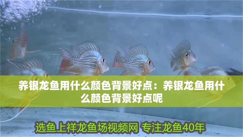 養銀龍魚用什么顏色背景好點：養銀龍魚用什么顏色背景好點呢