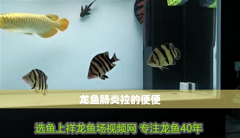 龍魚腸炎拉的便便