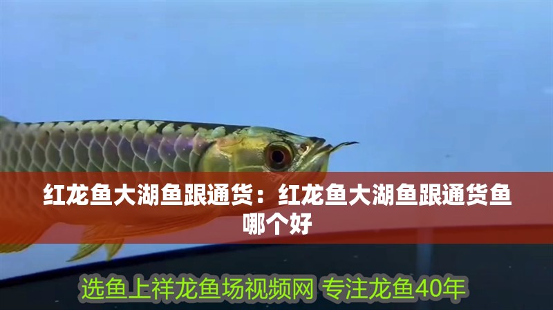 紅龍魚大湖魚跟通貨：紅龍魚大湖魚跟通貨魚哪個好 紅龍魚大湖魚跟通貨：紅龍魚大湖魚跟通貨魚哪個好 水族問答