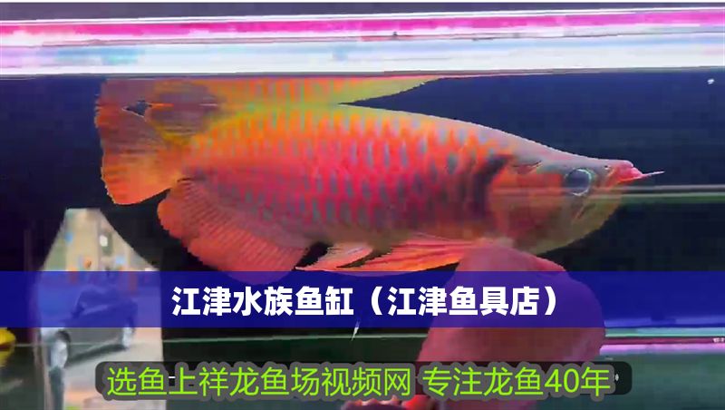 江津水族魚缸（江津魚具店） 江津水族魚缸（江津魚具店） 龍魚百科 第1張