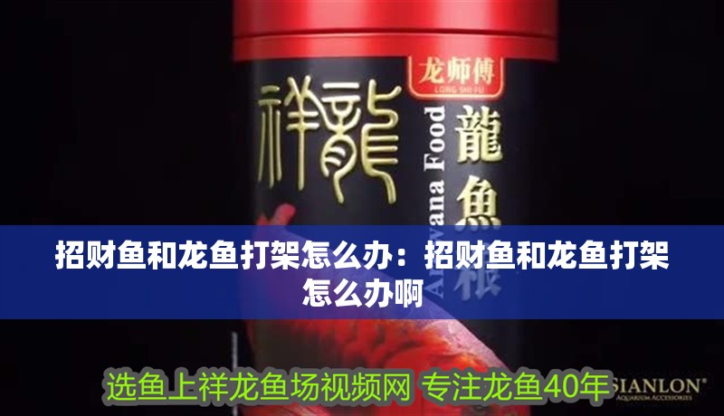 招財(cái)魚(yú)和龍魚(yú)打架怎么辦：招財(cái)魚(yú)和龍魚(yú)打架怎么辦啊