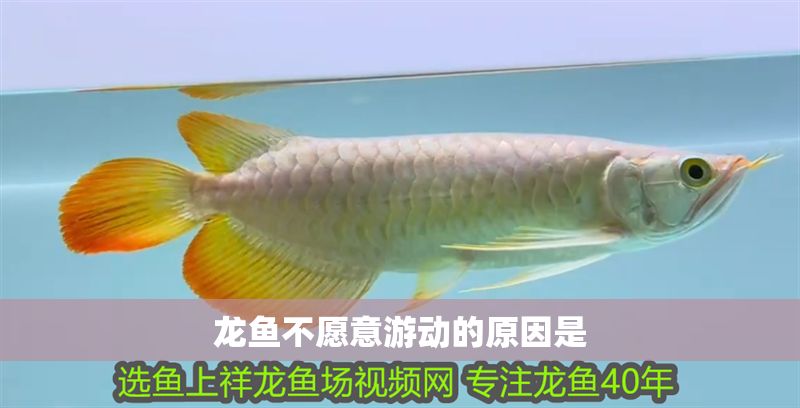 龍魚不愿意游動的原因是