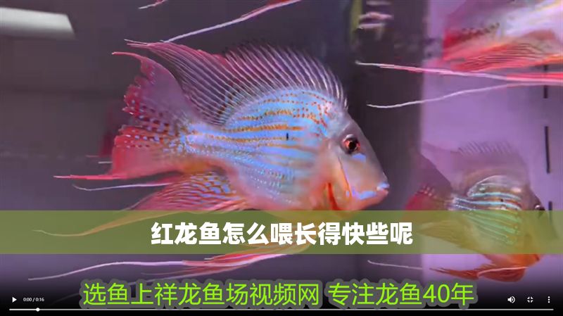 紅龍魚怎么喂長得快些呢 紅龍魚怎么喂長得快些呢 龍魚百科 第1張