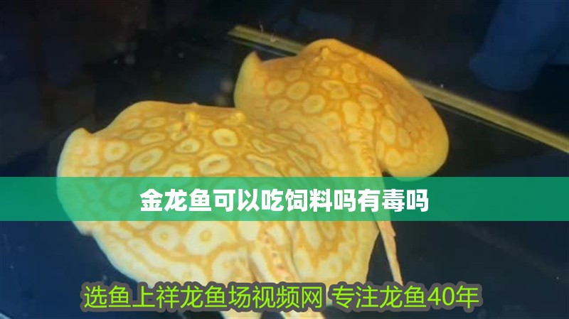 金龍魚可以吃飼料嗎有毒嗎 金龍魚可以吃飼料嗎有毒嗎 龍魚百科 第2張