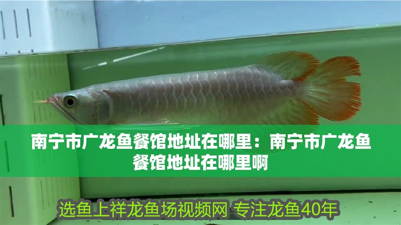 南寧市廣龍魚餐館地址在哪里：南寧市廣龍魚餐館地址在哪里啊