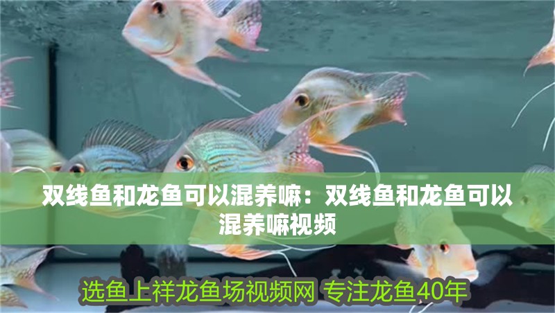 雙線魚和龍魚可以混養(yǎng)嘛：雙線魚和龍魚可以混養(yǎng)嘛視頻