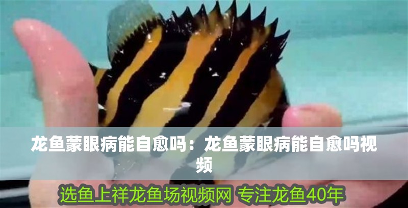 龍魚蒙眼病能自愈嗎：龍魚蒙眼病能自愈嗎視頻