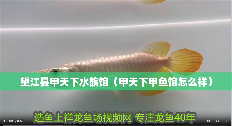 望江縣甲天下水族館（甲天下甲魚館怎么樣）