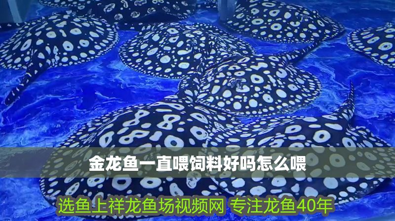 金龍魚一直喂飼料好嗎怎么喂
