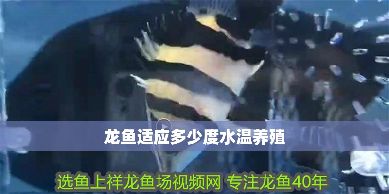 龍魚適應多少度水溫養殖