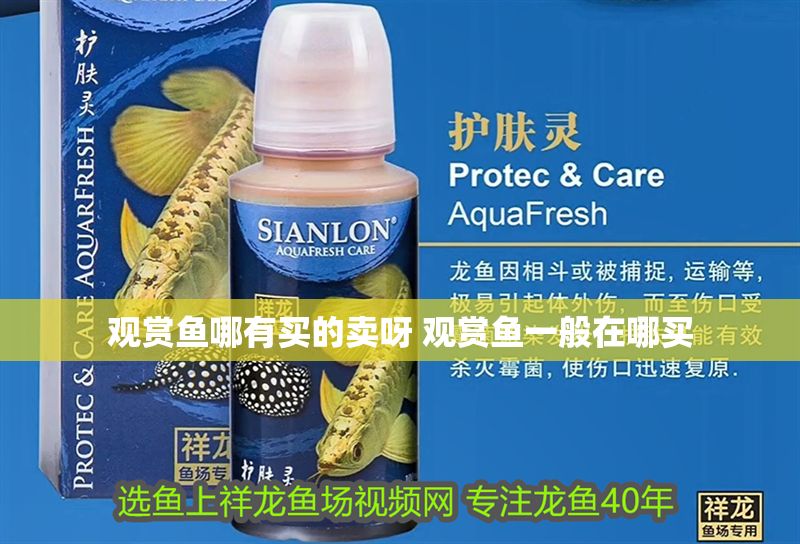 觀賞魚哪有買的賣呀 觀賞魚一般在哪買