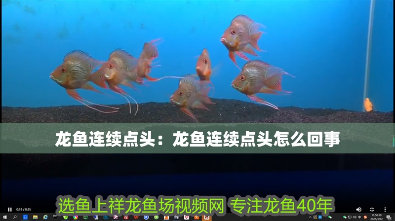 龍魚連續(xù)點(diǎn)頭:龍魚連續(xù)點(diǎn)頭怎么回事 水族問答 龍魚連續(xù)點(diǎn)頭:龍魚連續(xù)點(diǎn)頭怎么回事 龍魚連續(xù)點(diǎn)頭:龍魚連續(xù)點(diǎn)頭怎么回事 水族問答