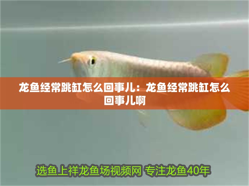 龍魚經常跳缸怎么回事兒：龍魚經常跳缸怎么回事兒啊