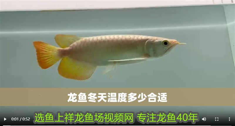 龍魚冬天溫度多少合適