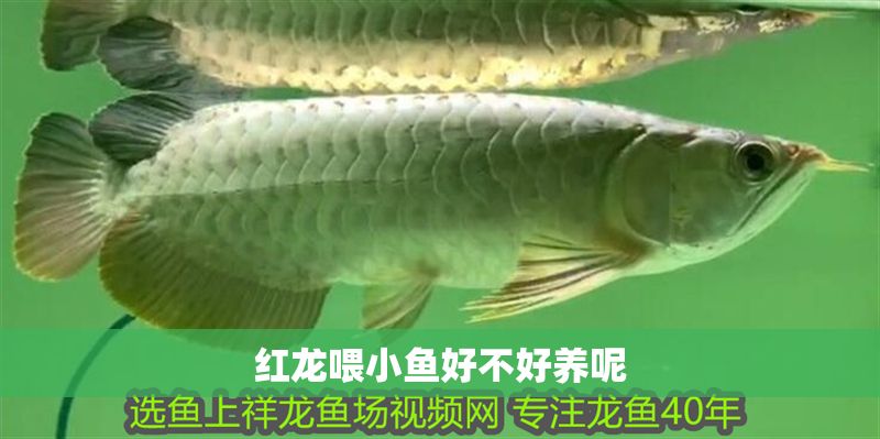 紅龍喂小魚好不好養呢